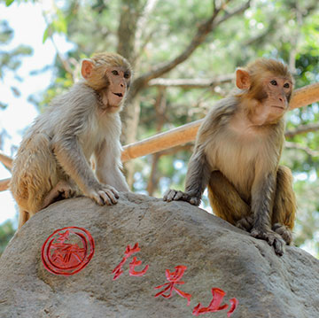Yue Ding Scenery